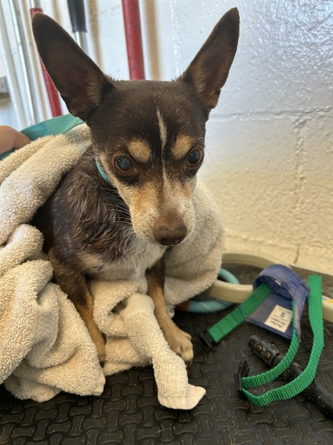 TACO, adoptable senior Chihuahua - Smooth Coated