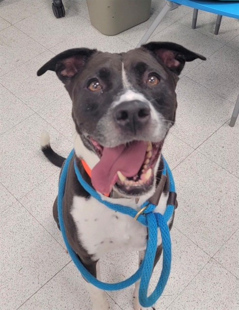 TYSON, adoptable senior Pit Bull Terrier mix