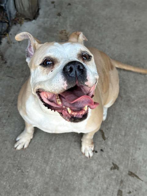 DIAMOND, adoptable senior American Pit Bull Terrier