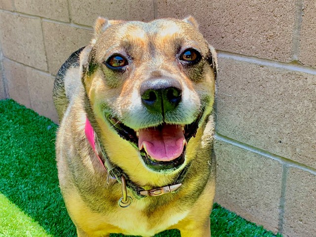 STELLA, adoptable senior Belgian Malinois mix