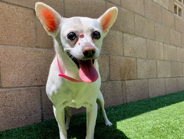SOPHIE, adoptable senior Chihuahua - Smooth Coated mix