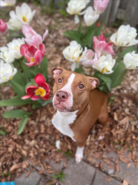 Image_A078544