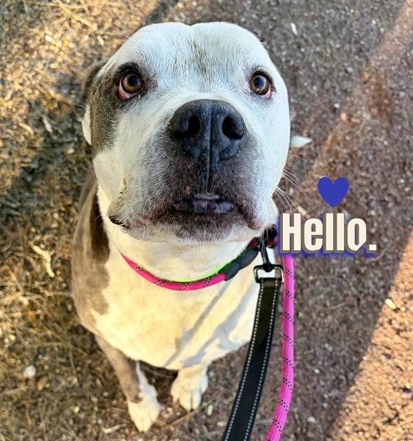 Baby Boy, adoptable senior dog