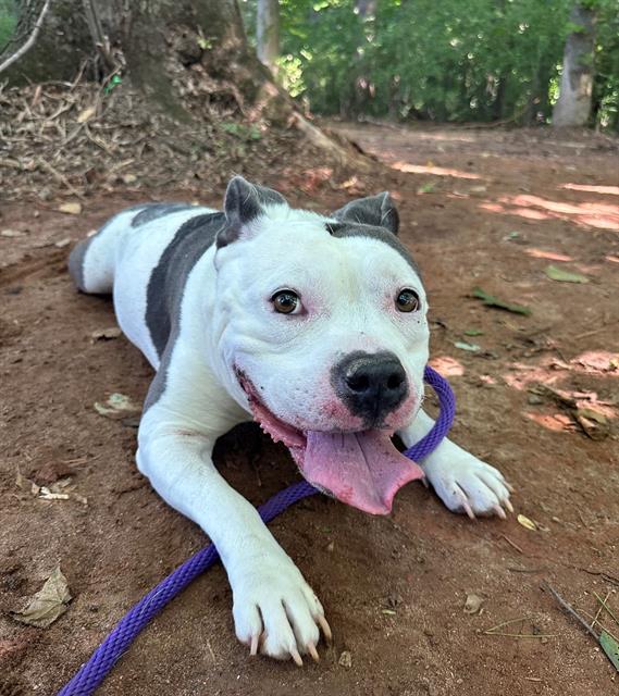 HONEY, adoptable senior American Pit Bull Terrier