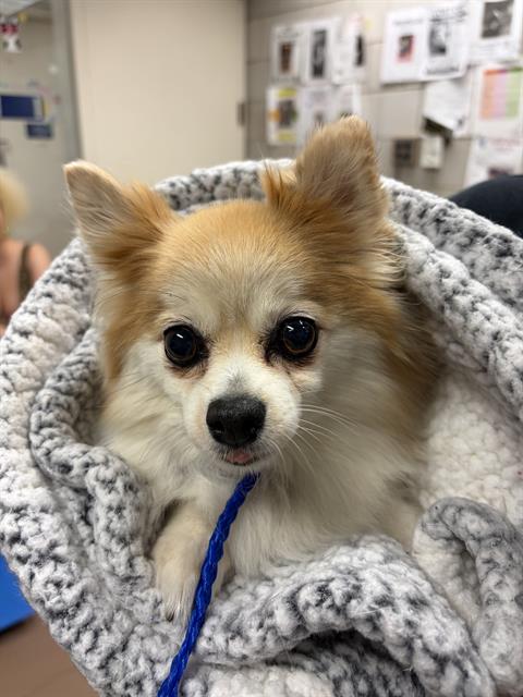 LILLY, adoptable senior Pomeranian