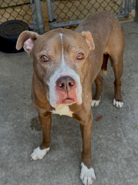 NAPERVILLE, adoptable senior American Pit Bull Terrier