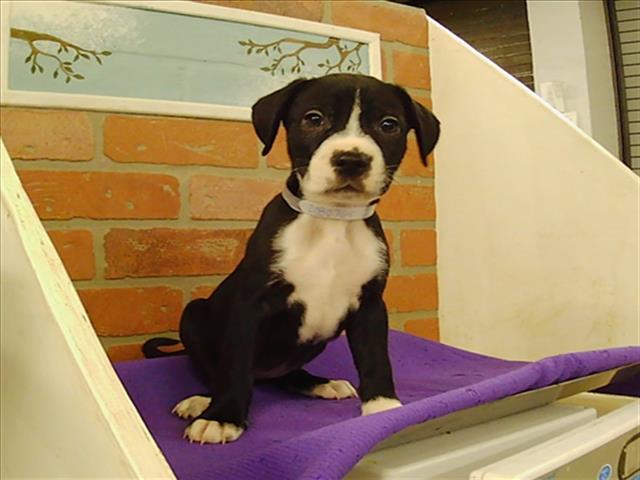 24Petconnect: Lost, Found, and Adoptable Animals
