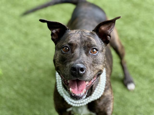 PRINCESS, adoptable senior Pit Bull Terrier