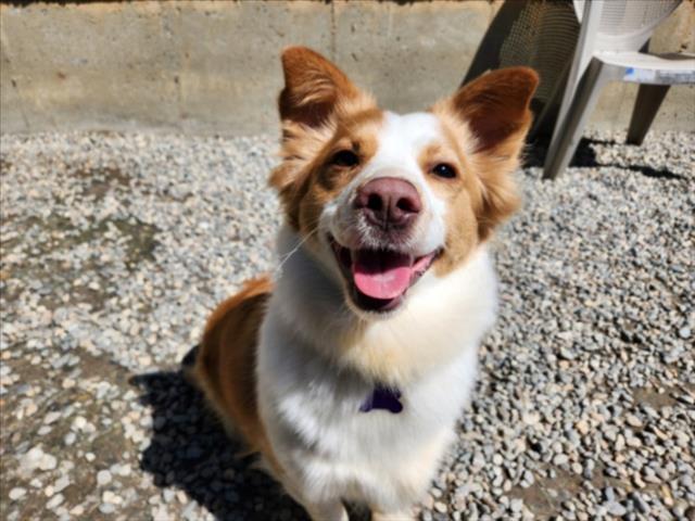 Corgi
