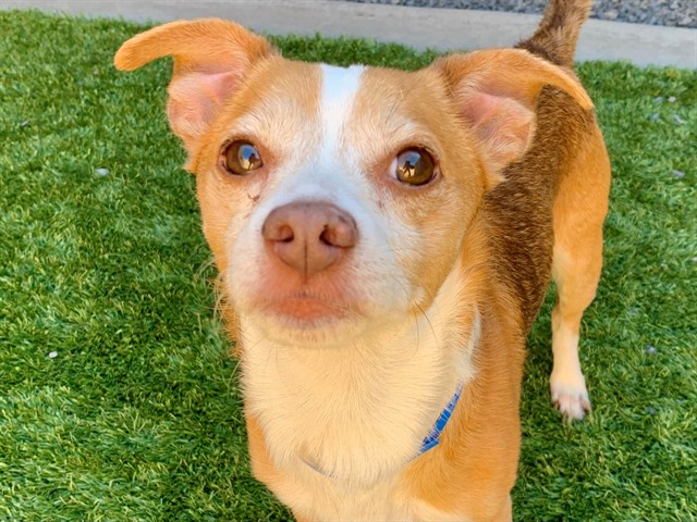 Senior Chihuahua - Smooth Coated mix, adoptable senior Chihuahua - Smooth Coated mix
