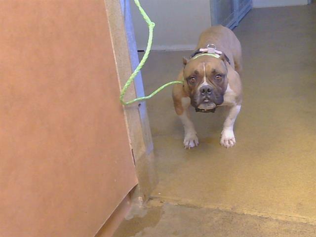 *Sunflower, adoptable senior Bulldog mix