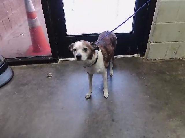 MAX, adoptable senior Whippet mix