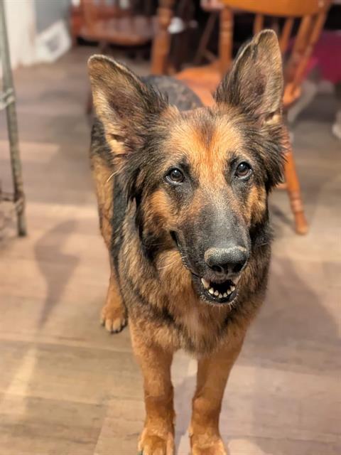 STELLALUNA THE FRUIT BAT, adoptable senior German Shepherd Dog