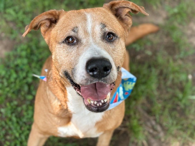 GARY, adoptable senior Labrador Retriever mix