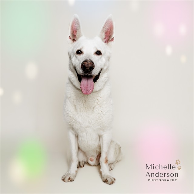 MAXIMUS, adoptable senior German Shepherd Dog and Great Pyrenees