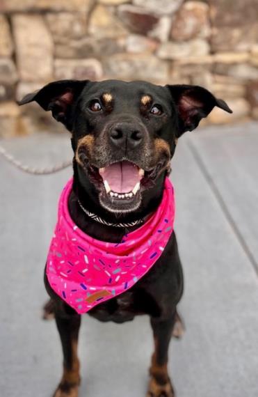 VELVETA, adoptable senior Rottweiler mix