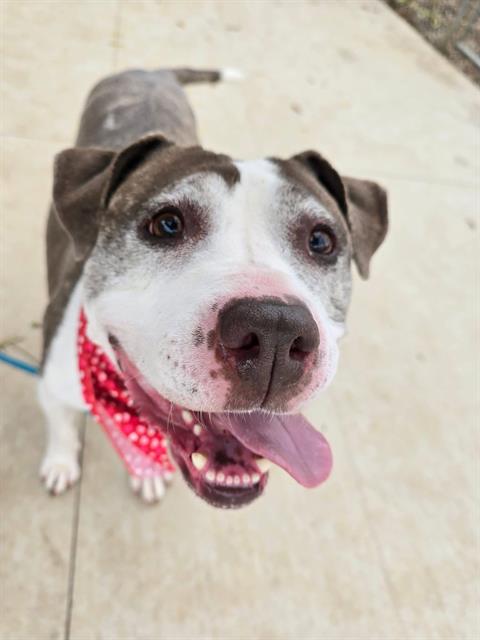 VIOLET, adoptable senior Pit Bull Terrier