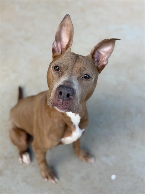 COCOA, adoptable senior Pit Bull Terrier