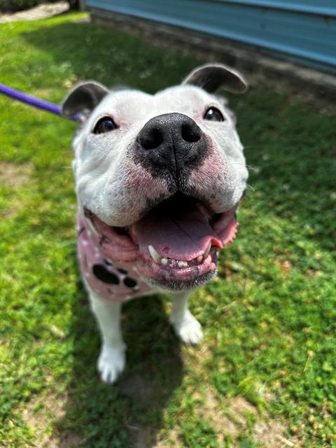 HONEY, adoptable senior American Pit Bull Terrier