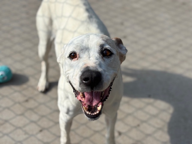 PEARL, adoptable senior Pit Bull Terrier mix