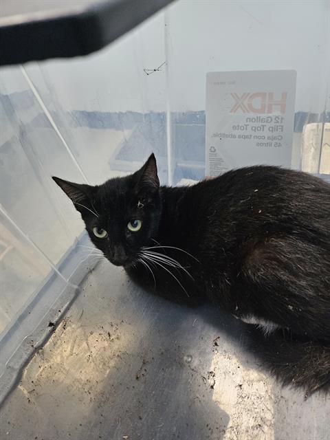 Image_A137297
