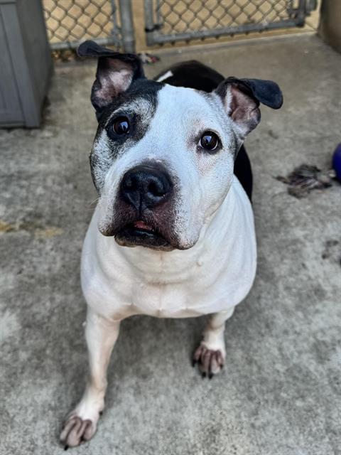 BERNADETTE, adoptable senior American Pit Bull Terrier