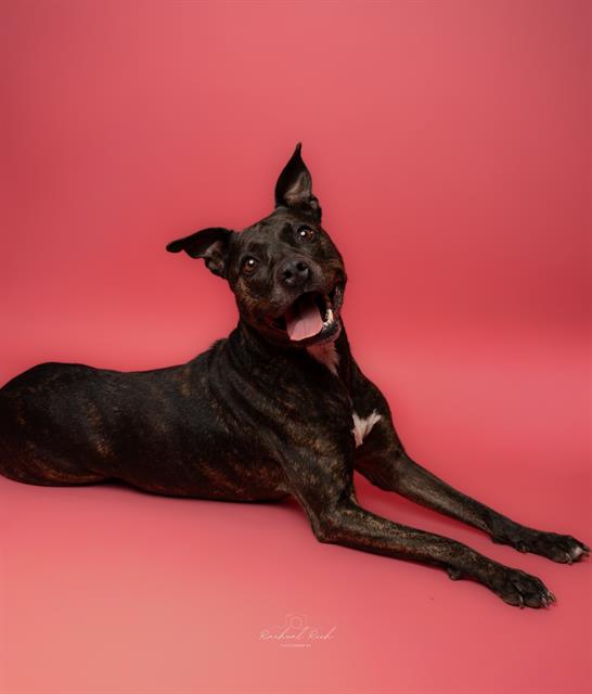 PRINCESS, adoptable senior Pit Bull Terrier
