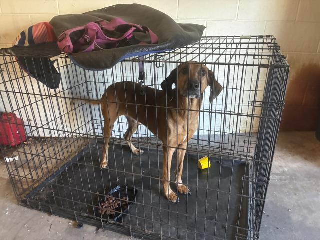 LUCKY, adoptable senior Black and Tan Coonhound mix