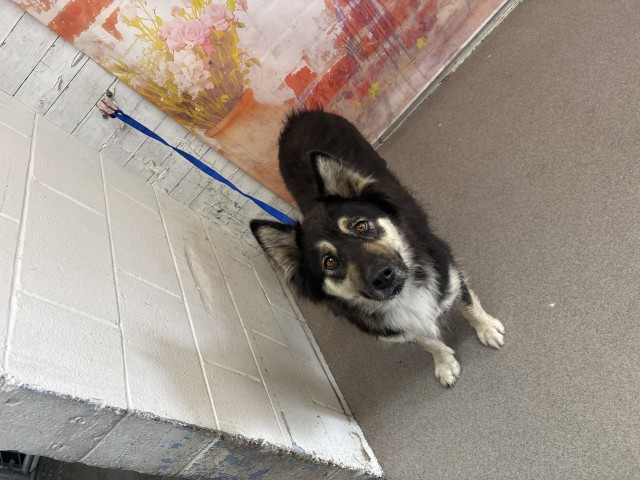 Senior German Shepherd Dog, adoptable senior German Shepherd Dog