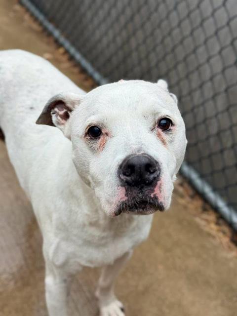 LUCKY STARS, adoptable senior American Pit Bull Terrier