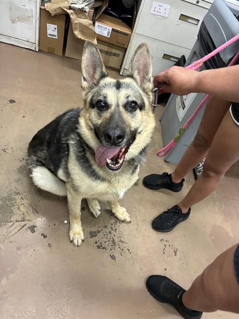 LUNA, adoptable senior German Shepherd Dog