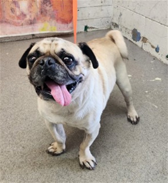 STITCH, adoptable senior Pug