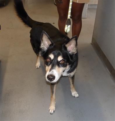 MAJOR, adoptable senior Alaskan Husky mix