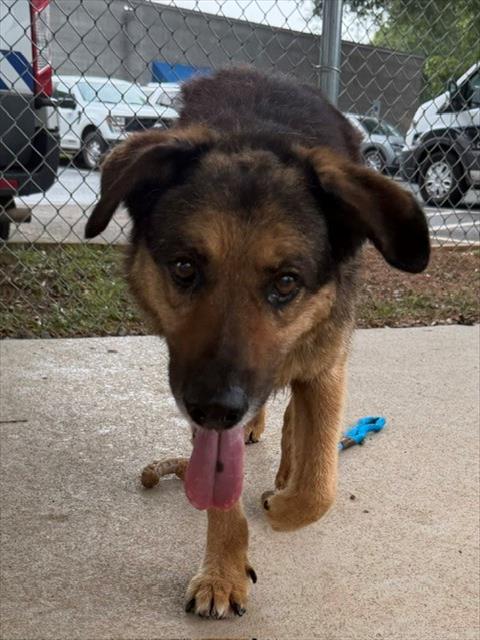 MAJESTY, adoptable senior German Shepherd Dog mix