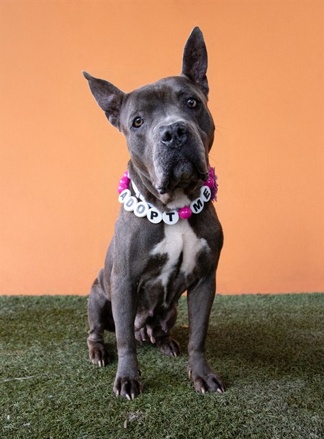 ASHLEY, adoptable senior Terrier