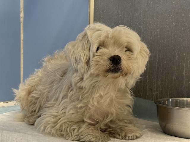 Senior Maltese, adoptable senior Maltese
