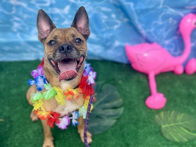 BAYMAX, adoptable senior Pug and Beagle