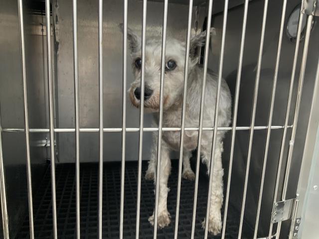 CHASE, adoptable senior Poodle - Standard and Toy Fox Terrier