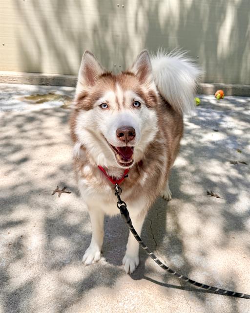 LUCKY, adoptable senior Siberian Husky mix