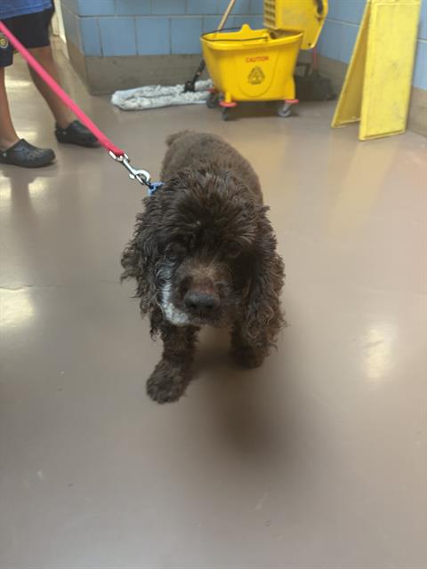 PELUCHIN, adoptable senior Cocker Spaniel