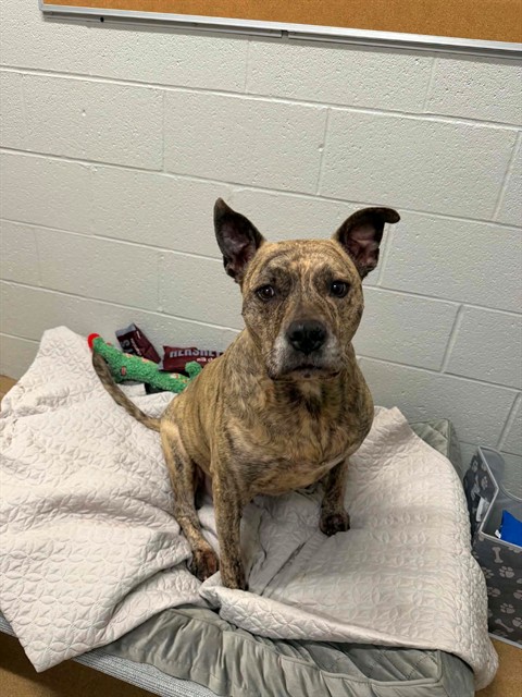 TILLY, adoptable senior American Pit Bull Terrier mix