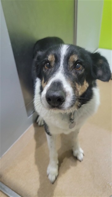 GYPSIE, adoptable senior Collie - Smooth mix