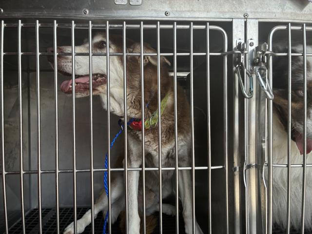 ROCKY, adoptable senior Siberian Husky and Labrador Retriever