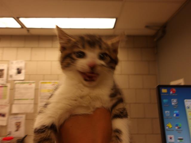 Image_A315454
