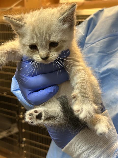 Image_A442755