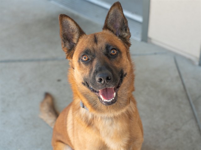 Bruno