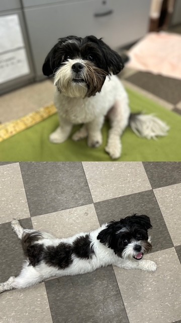 Dottie