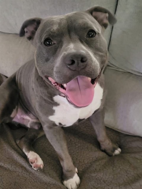 ROXY, adoptable senior dog