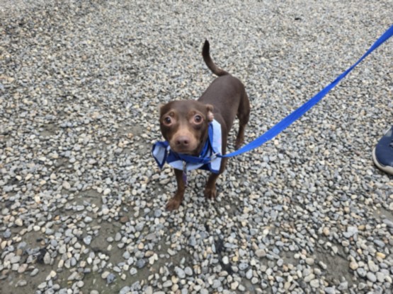 Chihuahua