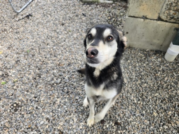 Siberian Husky